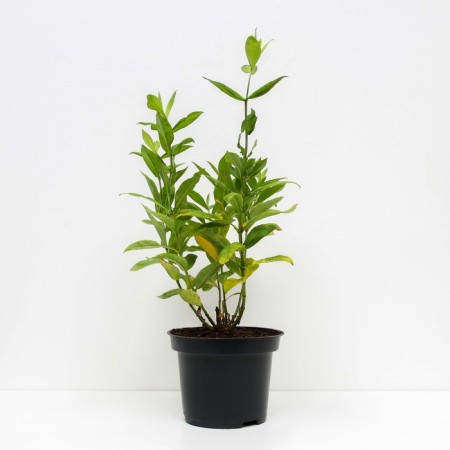 Flox panicem Europe, C2 pot, H10-50 Height, 1 pc, summer 2024-1