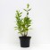 Flox panicem Europe, C2 pot, H10-50 Height, 1 pc, summer 2024
