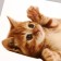 Stick 3D interior cat 29*21cm