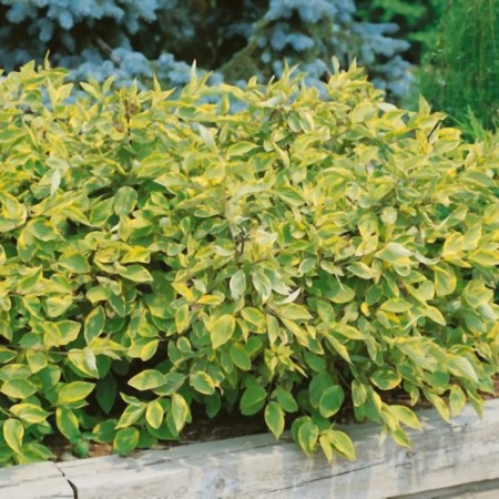 Sahenian Doren White "GouChaultii", pot P9, Summer 2024