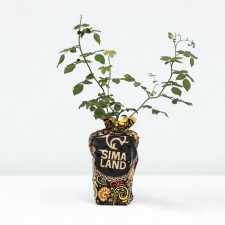 Seedling rose Rosa Korsar, Shrab-Rosa, pot 2 l., Summer 2024