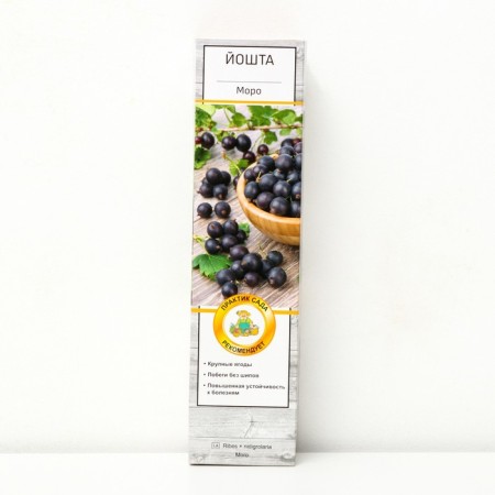Joshta (gooseberry x currants, yostaberry) "Moro" 1 pc, tube, spring 2024
