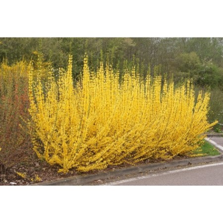 Sahenian Forsytia Intermediate "Minigold", P9 pot, summer 2024