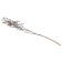 Dry flowers “Molchy Mile”, 25 g, length - 70 cm, white color