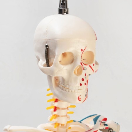 Model "Human Skeleton" 85cm-3