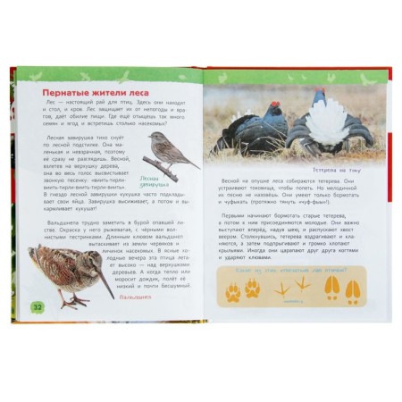 Encyclopedia for kindergarten "in the forest"-5