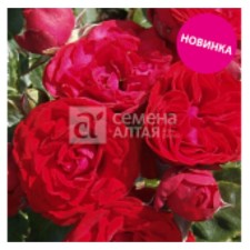 Саженец Розы Спрей "Фобос", 1 шт, Весна 2024
