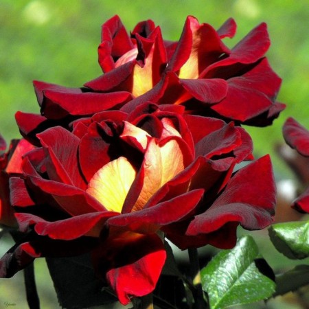 Sahenian Rosa Eddie Mitchell, Hybrid Tea, 2 l., Summer 2024