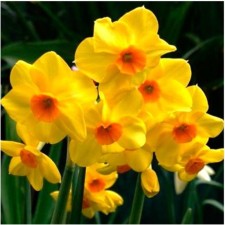 Narcissus Tatzettoid Scarlet Jem, 12/14 rr, 5 pcs, 35 h (cm), autumn 2024