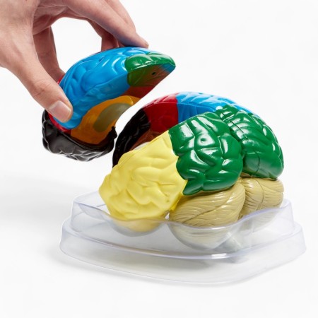 Ladder "Human Brain" 16*15cm-8