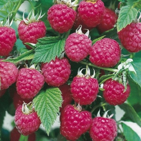 Raspberry repairmen elegant, s2 pot, n20-40 height, 1 pc, summer 2024