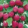 Raspberry repairmen elegant, s2 pot, n20-40 height, 1 pc, summer 2024