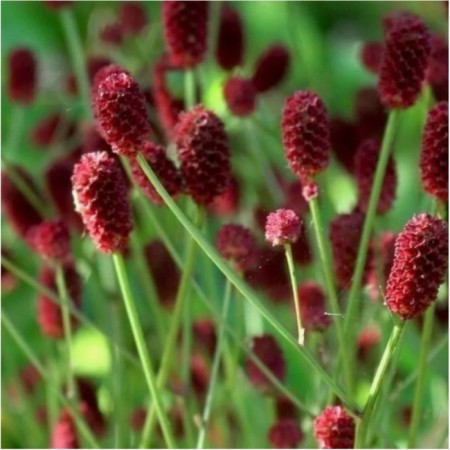Close -hemblery Drug Tanna, Pot C2, 1 pc, Summer 2024