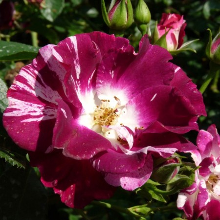 Seedling rose "Perpl Splash", tube, spring 2025