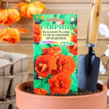 Balzamin flowers 