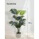 Decorative plant in the cement pot of Monster, 15 × 15 × 89 cm