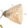 Linda chandelier 3x60W E27 white/gold 60x60x23cm