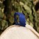 Hat of the Bath "All Blue and Beli" Half -Washing