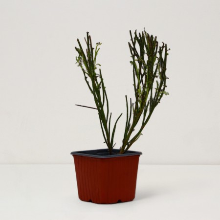 Golden SunLight Saper Brush, P9 pot, Summer 2024-1