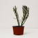 Golden SunLight Saper Brush, P9 pot, Summer 2024