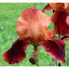 Iris Bearded Tris, Rr. I, 1 pc, Spring 2025