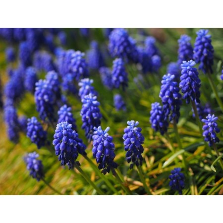 Muscari Negrutum Joyce Spirit, 7/8 rr, 10 pcs, 15-20 h (cm), autumn 2024