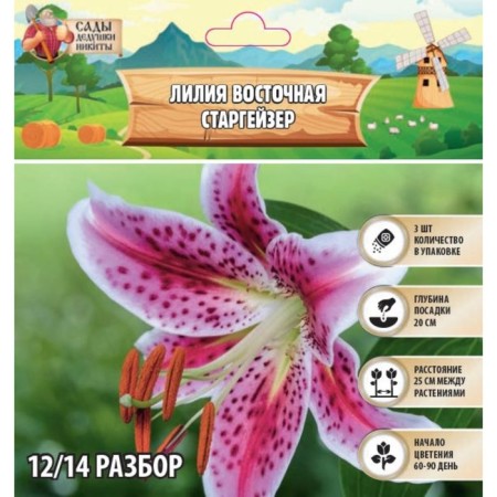Lilia East "Stargeiser", rr 12/14, 3 pcs, spring 2024