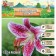 Lilia East "Stargeiser", rr 12/14, 3 pcs, spring 2024