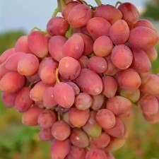 Grape seeder 
