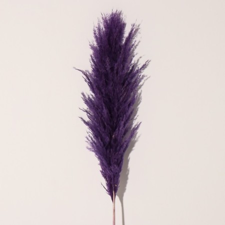 Sukhotzet "Cortery", 1 branch, length 140-150 cm, purple-2