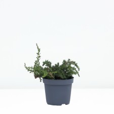 Juniper ordinary 