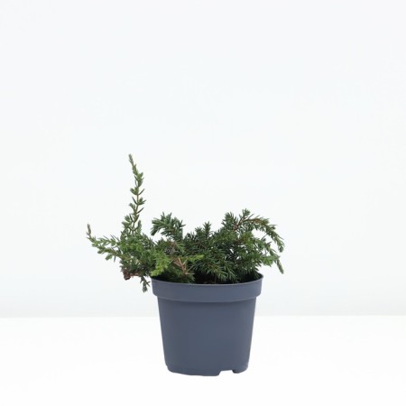 Juniper ordinary "Green Capita", P9, Spring 2024