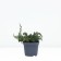 Juniper ordinary "Green Capita", P9, Spring 2024