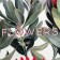 Ethel towel Flowers 40x73 cm, 100% HL, sarzha 190 g/m2