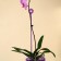 Support for orchids, h = 44 cm, plastic, purple, mix