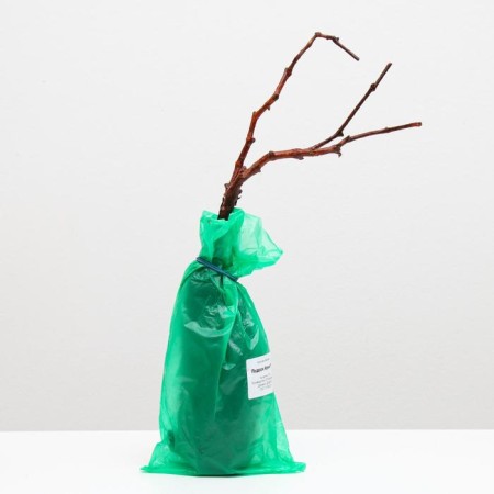 Grape seedling gift to Irina Spring 2024, 1 pc.-2