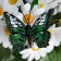 Butterflies for decor and floristry, on the clothespin, plastic, black, mix, 5 cm and 8 cm