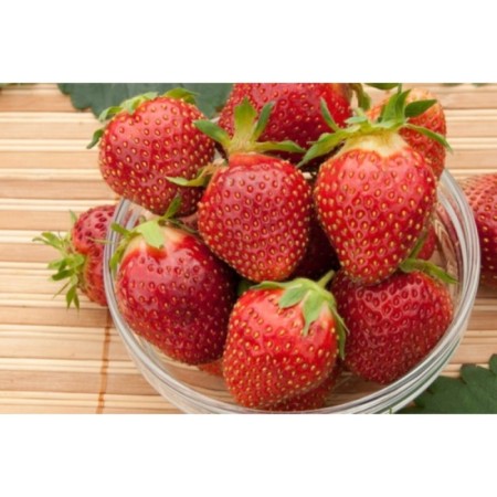 Strawberry Garden Queen, P9 Pot, Summer 2024-1
