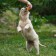 Toy squeak of small "bone with paws" for dogs, 8.5 cm