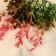 Bouquet "Sedom branches" 27 cm, mix