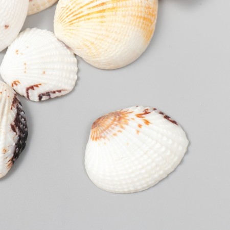 Decorative shells "Venus Clam" 20 pcs-1
