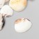Decorative shells "Venus Clam" 20 pcs