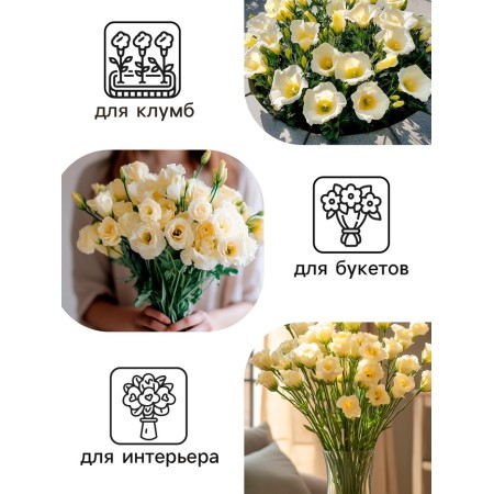 Eustoma Eustoma "Aibisi" F1 Green Large Trushworm, 5 pcs-2