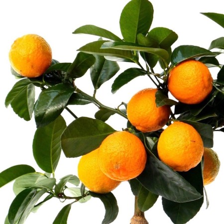 Citrus "Lime Rangpur", tube, 1 pc, spring 2025