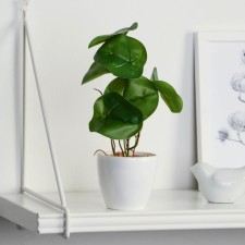 Bonsai in the pot 