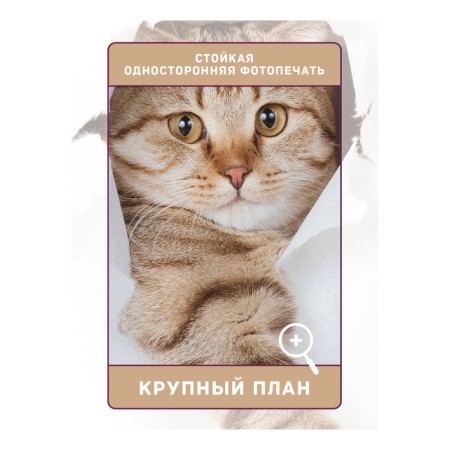 Photostes "Cat with a scratch", Saten, size 145x180 cm, 2 pcs-1