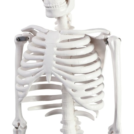 Model "Human Skeleton" 85cm-6