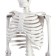 Model "Human Skeleton" 85cm