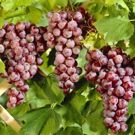 Grapes Sahenian "Swear", Tuba, Spring 2025
