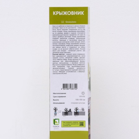 Gooseberry "Russian yellow", 1 pc, tube, spring 2025-1